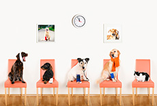 Become a NCVMA Member